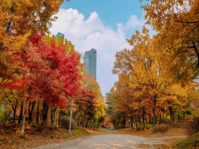 【楓紅首爾五日★不進人蔘保肝】南怡島黃金銀杏|粉紫芒花草|特色韓屋村|韓式拉麵DIY