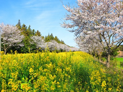 【安妞花現濟州五日不進人蔘+保肝店】濟州最美櫻花大道|歐式森林小火車|山茶花之丘四季賞花|馬主題秀|採草苺體驗