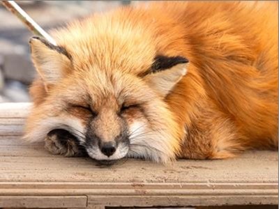 ��{�Ӥ�